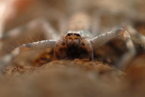 juvénile en vue de face