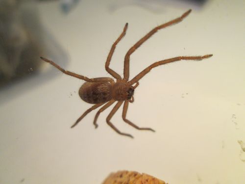 Jeune H.insignis