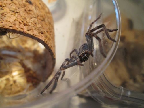 H.insignis vue de face