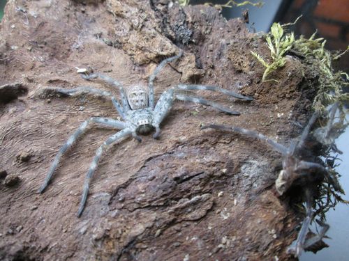 H.insignis à côté de son exuvie