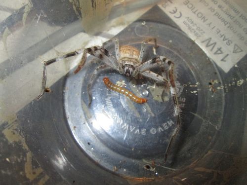 H.insignis mâle sub en position défensive