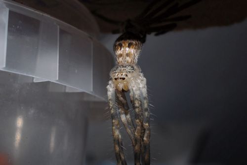 H.insignis en fin de mue
