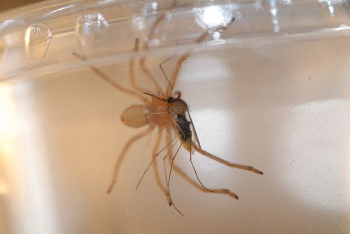 juvénile avec un moustique