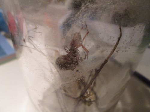 Couple adulte de S.nobilis