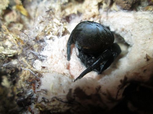 Accouplement d'E.walckenaerius