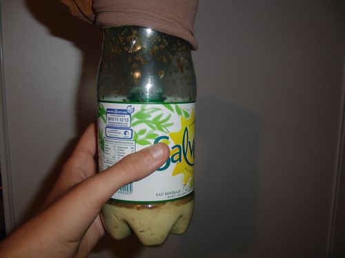 Bouteille avec drosophiles