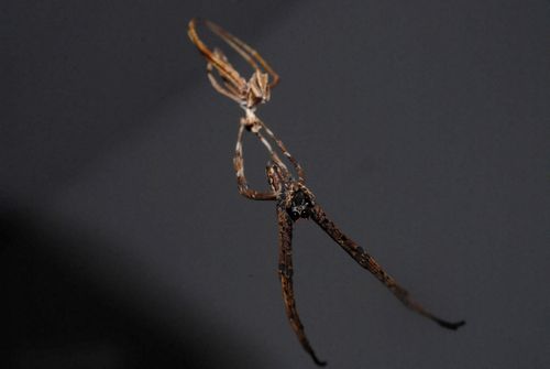 Deinopis en post-mue vue d'en bas