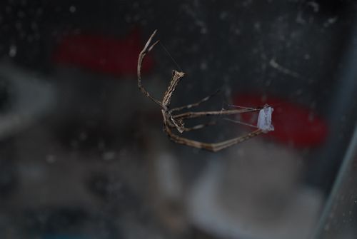 Deinopis en posture de chasse