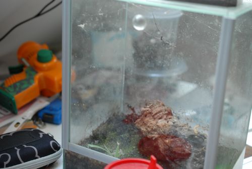 Terrarium pour Deinopis