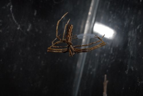 Juvénile Deinopis en posture de chasse