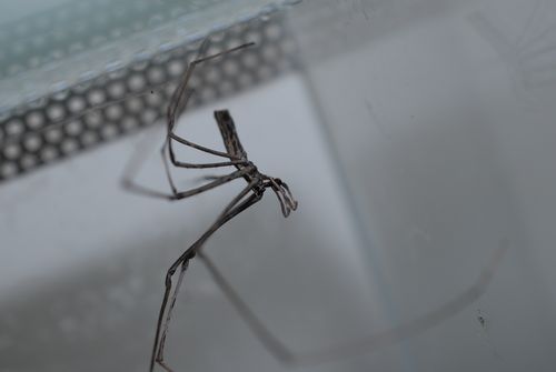 Mâle adulte Deinopis