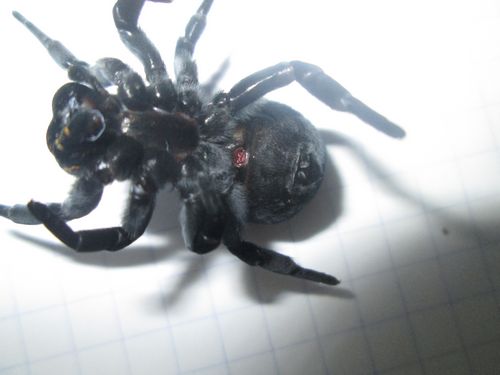 Epigyne E.kollari