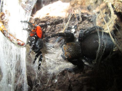 Couple E.kollari