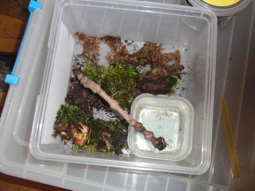 habitat pour jeunes A.bogotensis