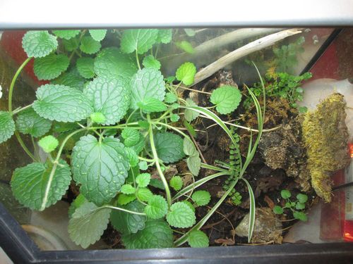 Premier terra H.insignis