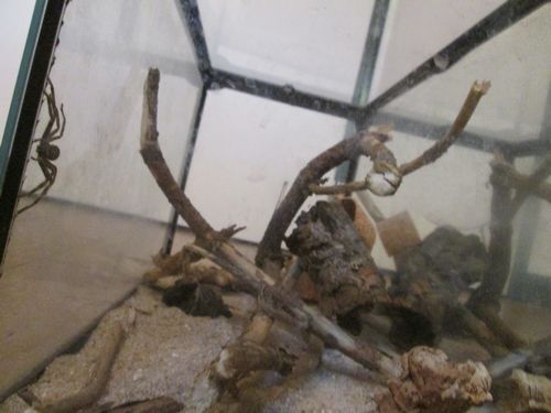 2eme terra H.insignis
