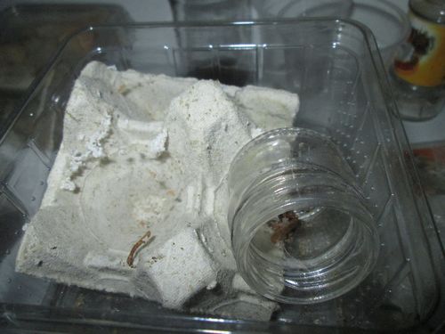 installation S.bipunctata