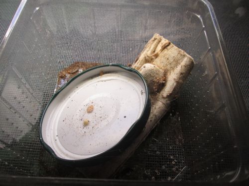 installation S.bipunctata