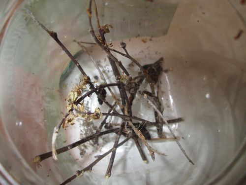 bocal femelle S.albomaculata red