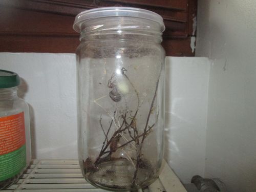 Pot d'une femelle adulte S.nobilis