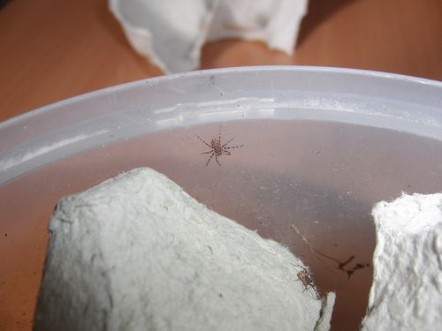 Jeune H.tetrica