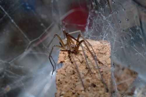 Mâle adulte K.hibernalis