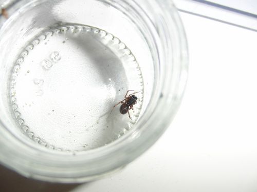 male adulte S.bipunctata
