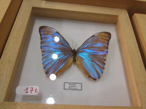 Papillyon 2015