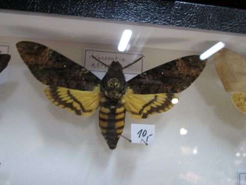 Papillyon 2015