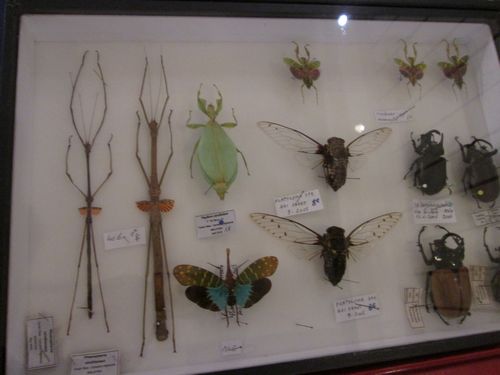 Papillyon 2015