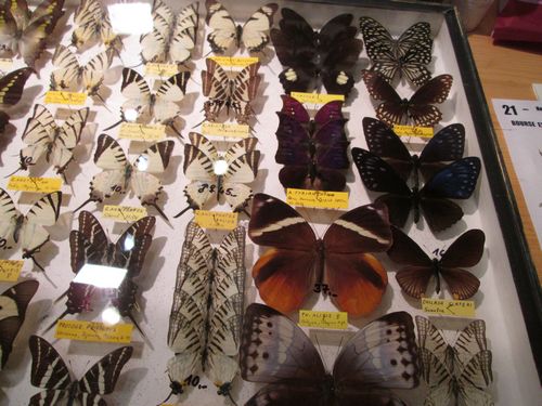 Papillyon 2015