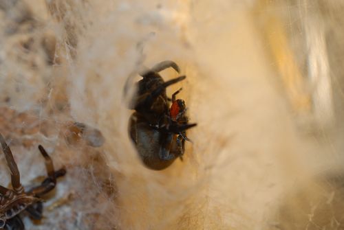 Accouplement