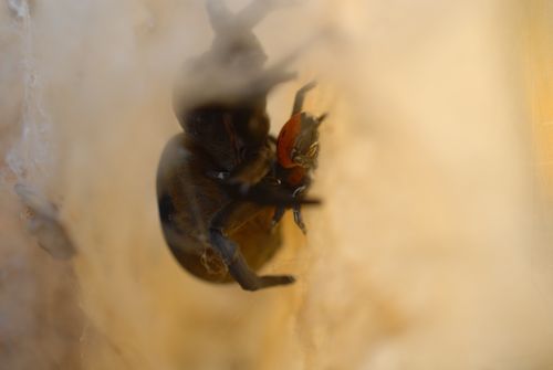 Accouplement