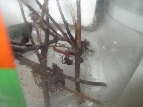 Femelle S.albomaculata red