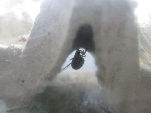 femelle adulte S.bipunctata