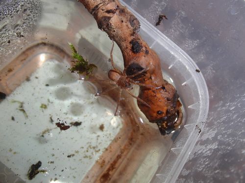 jeune A.bogotensis