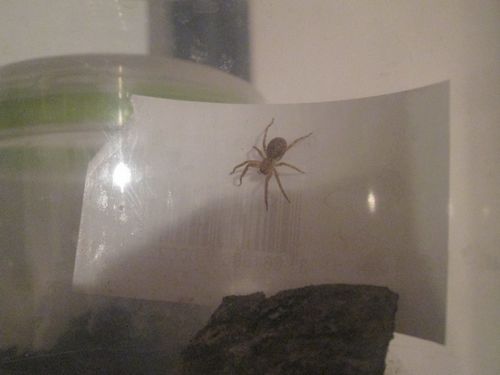 Juvénile Z.spinimana