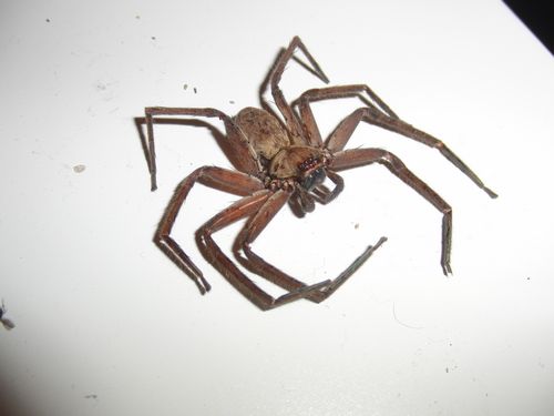Femelle adulte H.tetrica séchée