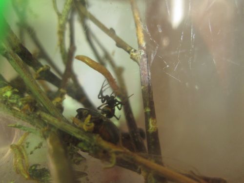 Femelle S.albomaculata red