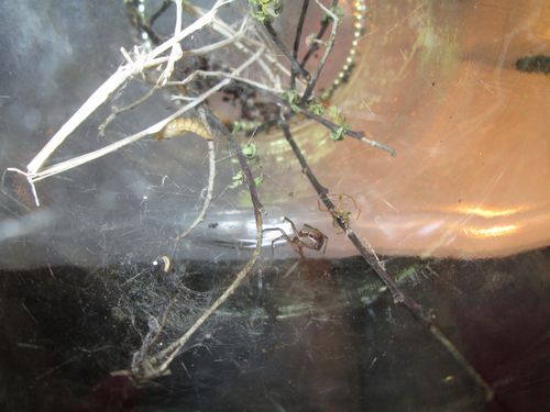 Femelle subsubadulte S.nobilis