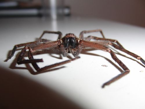Femelle adulte H.tetrica séchée