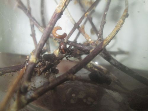 Femelle S.albomaculata red