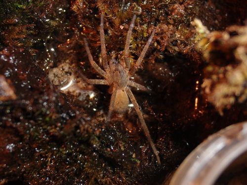 juvénile A.bogotensis