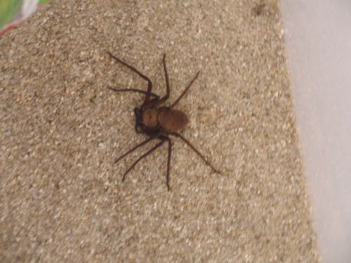 Femelle adulte H.tetrica
