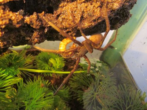 jeune A.bogotensis et sa proie