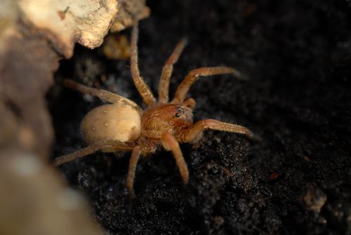 Juvénile A.bogotensis