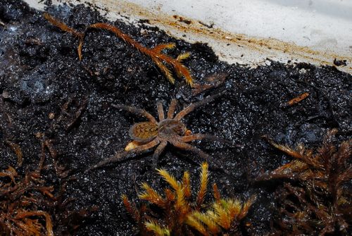 Juvénile Piloctenus en train de manger un ver de farine