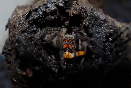 Juvénile Piloctenus en train de manger un ver de farine