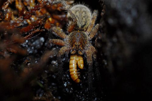 Juvénile Piloctenus en train de manger un ver de farine