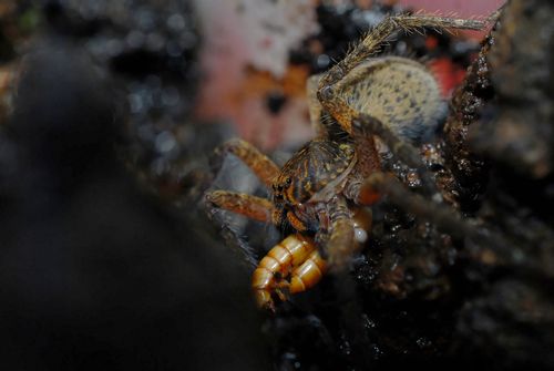 Juvénile Piloctenus en train de manger un ver de farine